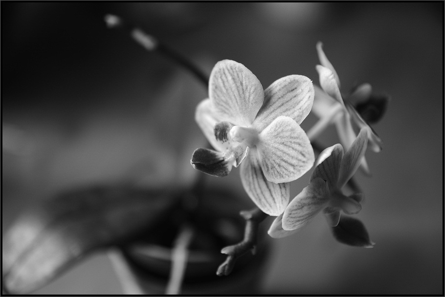 photo "***" tags: nature, black&white, flowers