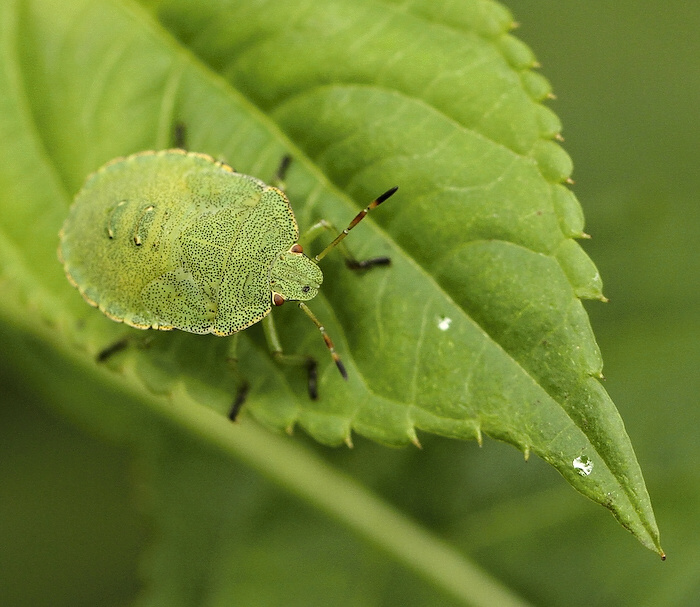 photo "***" tags: nature, insect