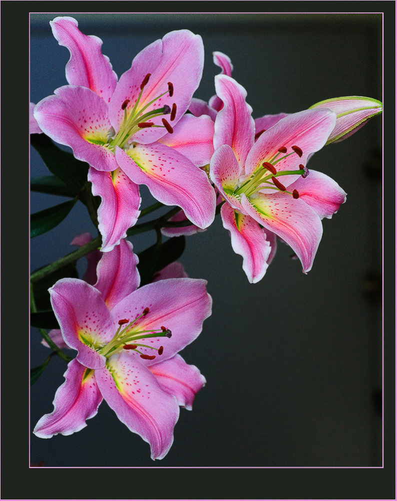 photo "***" tags: nature, flowers