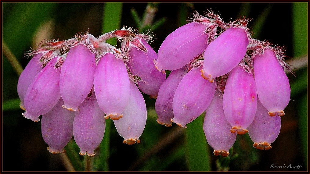 photo "Erica ciliaris" tags: nature, macro and close-up, flowers