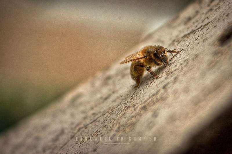 photo "***" tags: macro and close-up, 