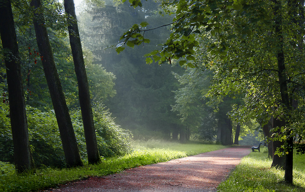 photo "After the rain. Oranienbaum." tags: landscape, forest, summer