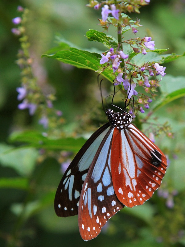 photo "***" tags: macro and close-up, 