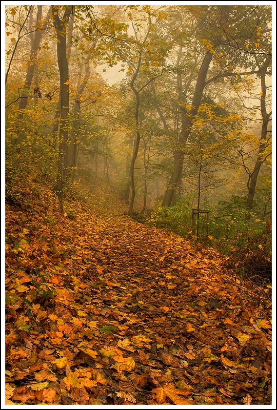 photo "***" tags: landscape, forest