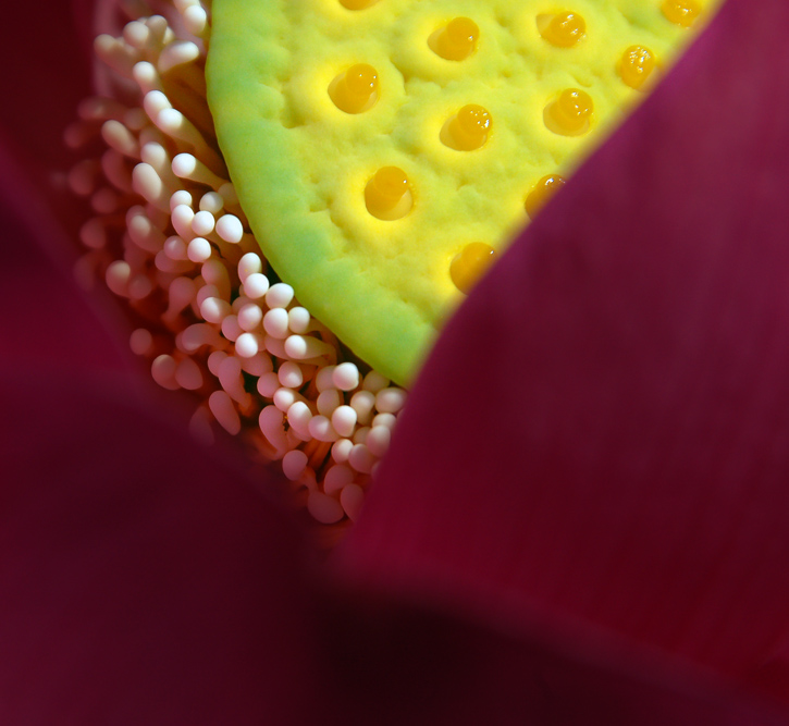 photo "***" tags: nature, flowers