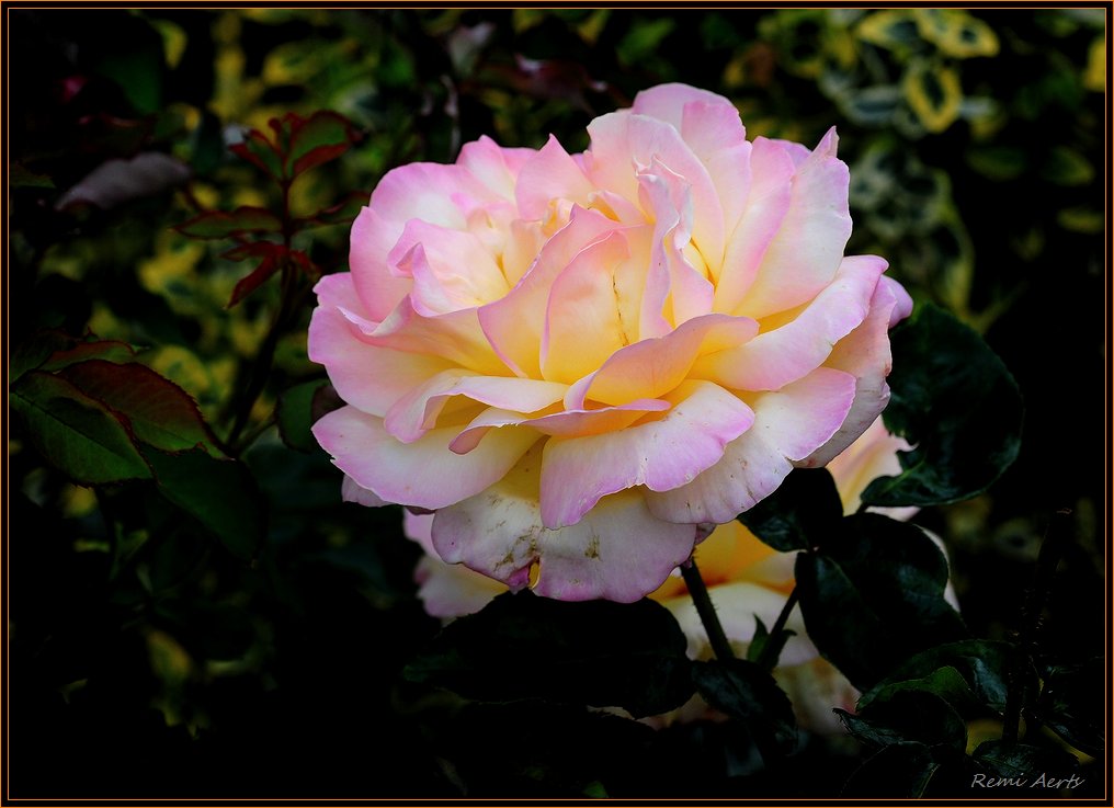 photo "***" tags: nature, macro and close-up, flowers