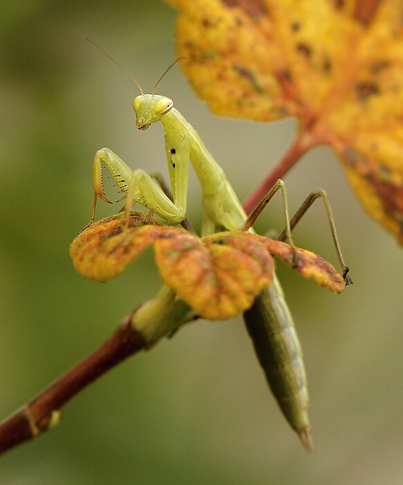 photo "***" tags: nature, insect