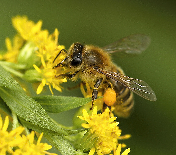 photo "***" tags: nature, insect