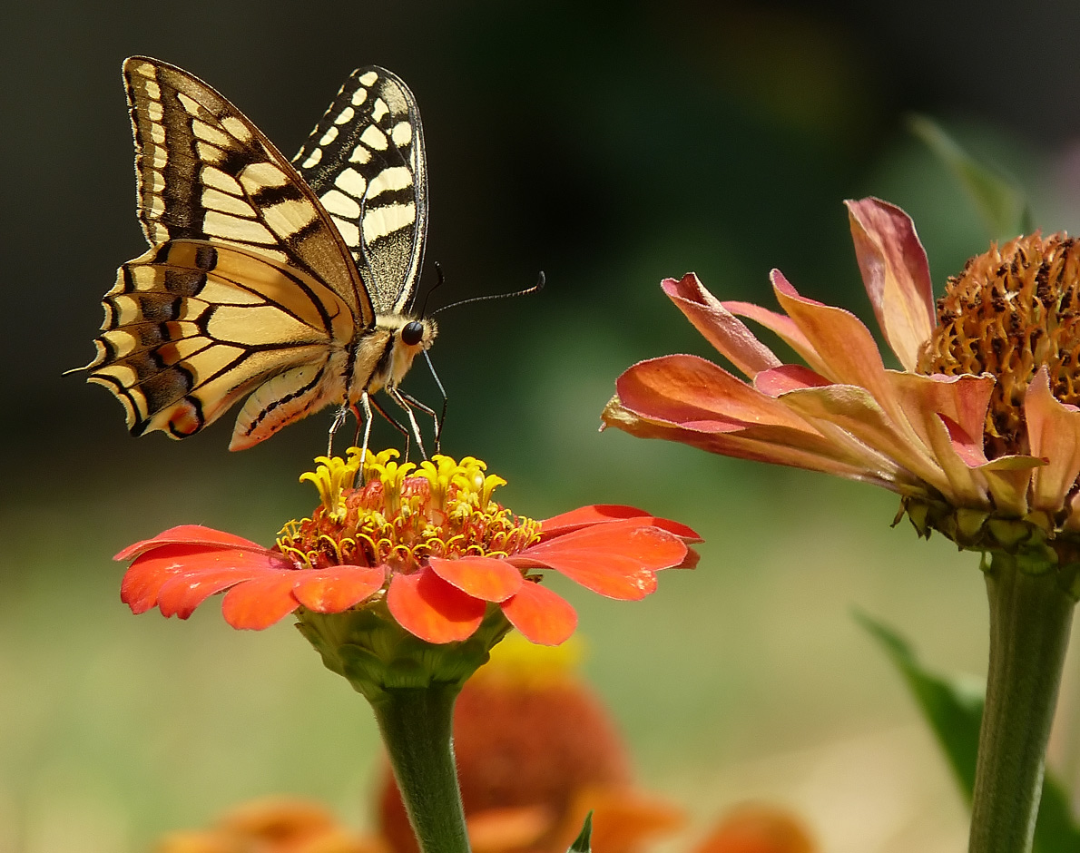 фото "Papilio machaon" метки: природа, насекомое