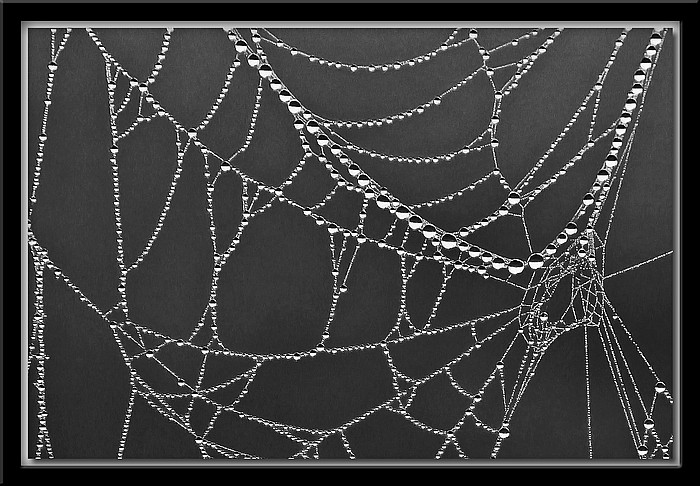 photo "Stringapearls" tags: macro and close-up, black&white, 