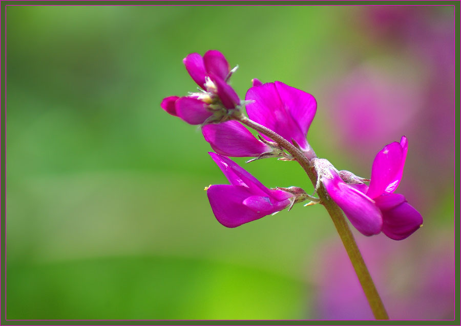 фото "Копеечник" метки: природа, цветы