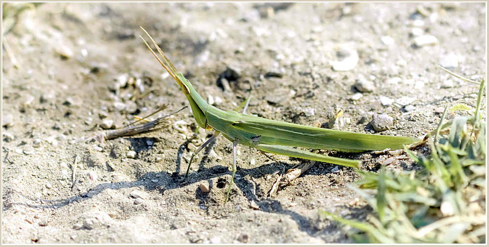 photo "***" tags: nature, macro and close-up, insect