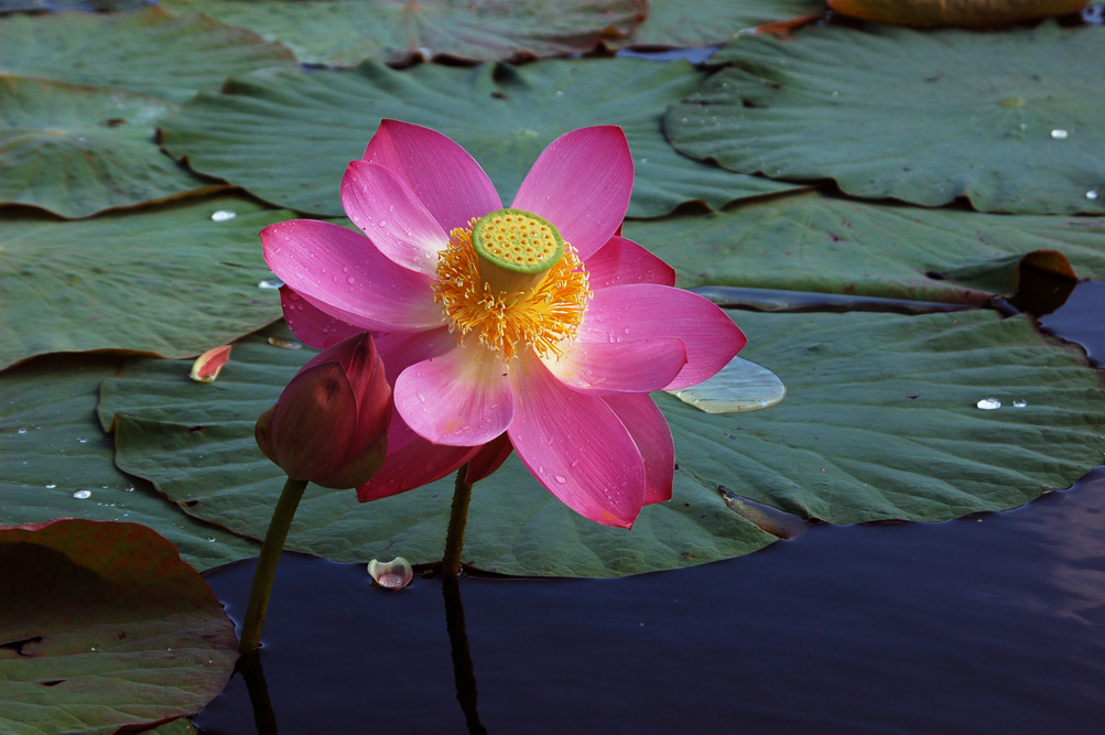 photo "***" tags: nature, flowers