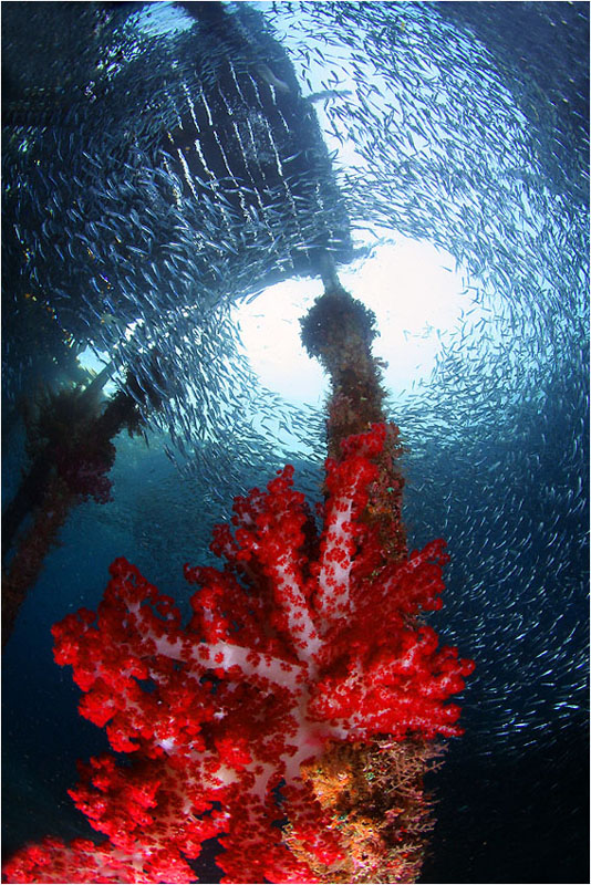 photo "Airborei" tags: travel, underwater, Asia