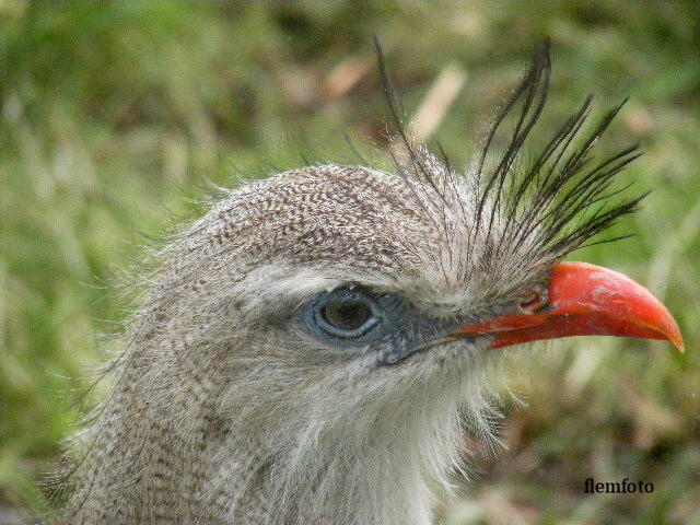 photo "Bird." tags: nature, insect