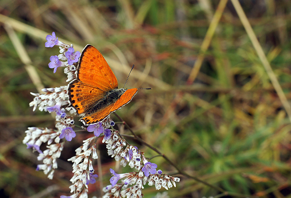 photo "макро бабочка" tags: macro and close-up, nature, insect