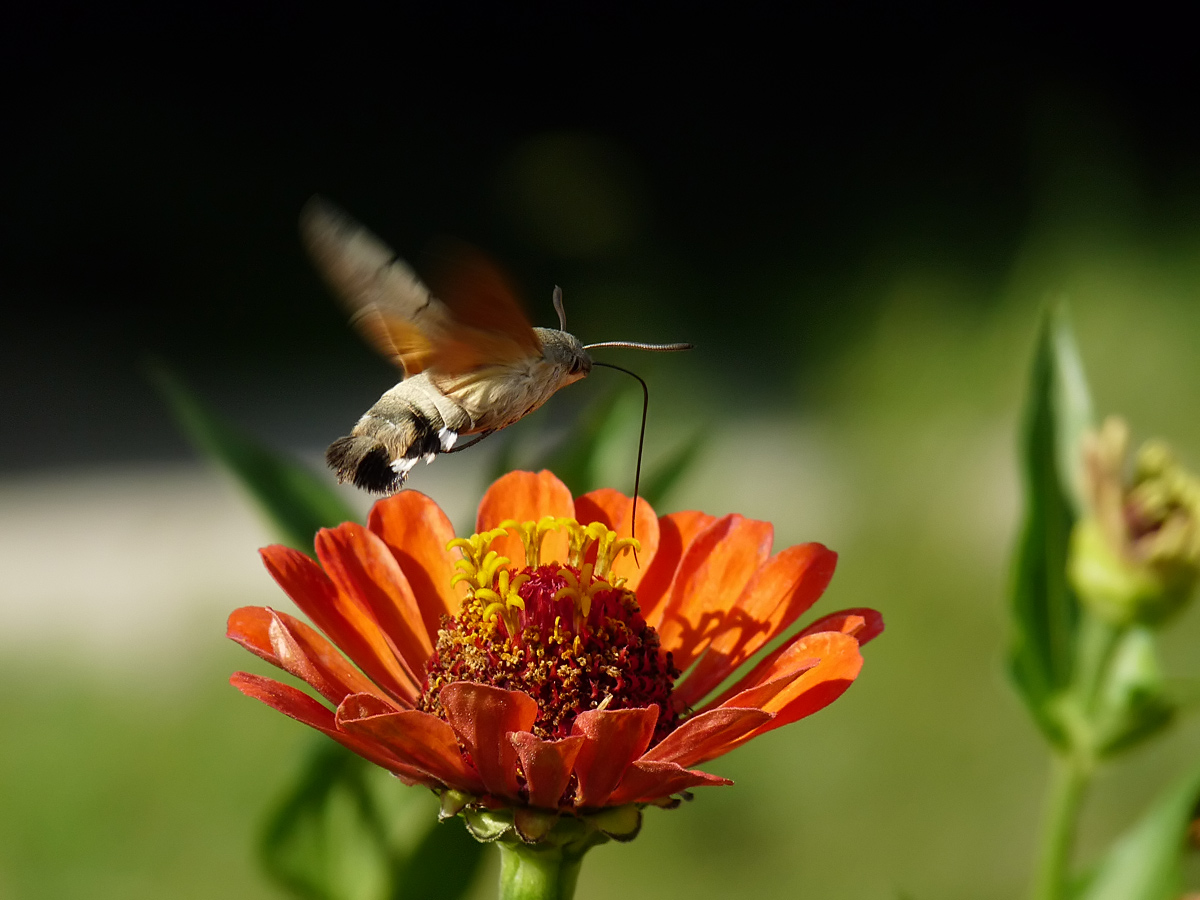 фото "Hummingbird Hawk-moth - Macroglossum stellatarum" метки: природа, насекомое