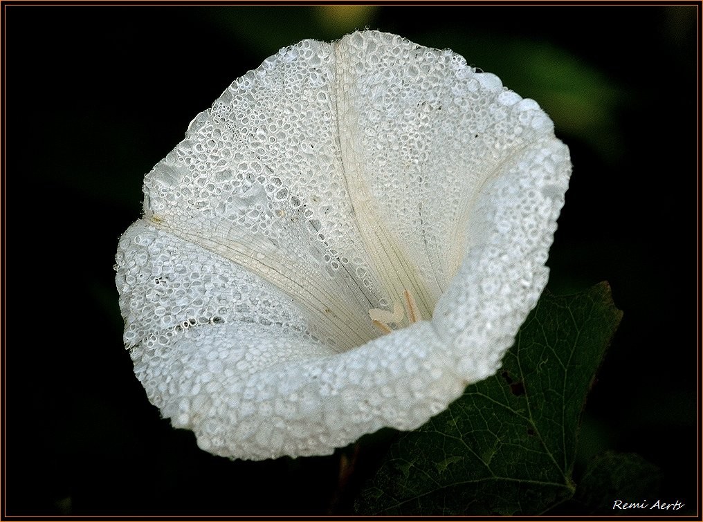 photo "***" tags: nature, macro and close-up, flowers