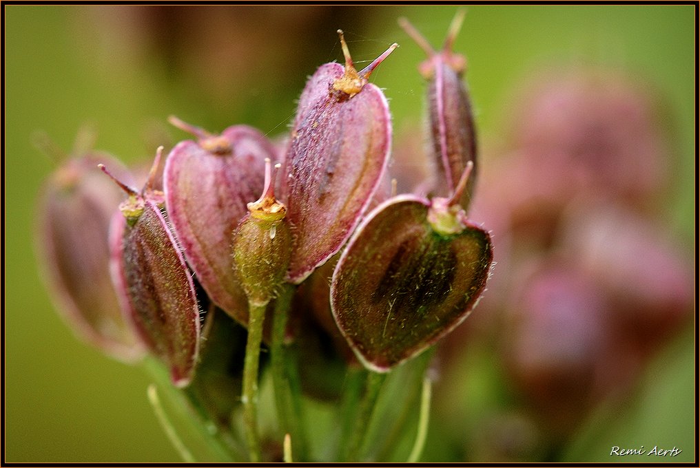 photo "***" tags: nature, macro and close-up, flowers