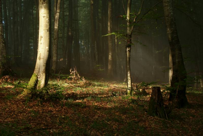 photo "***" tags: landscape, forest