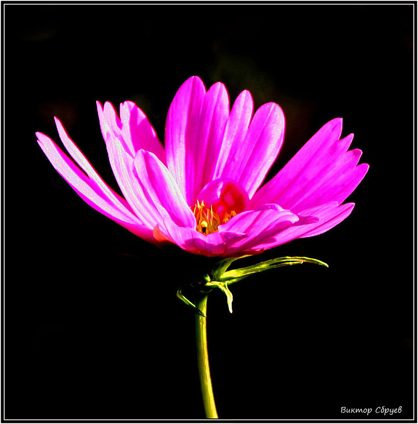 photo "***" tags: nature, flowers