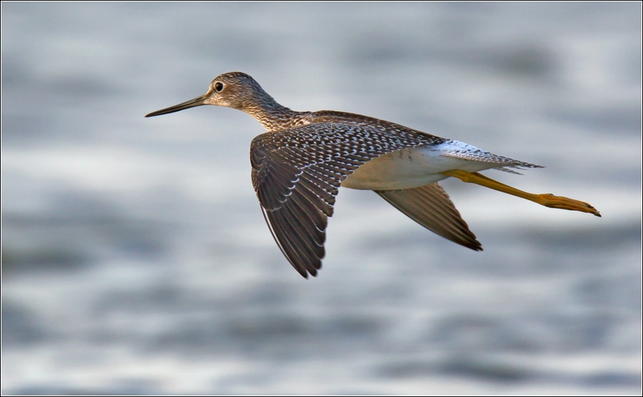photo "Lesser Yellowlegs in Flight" tags: nature, wild animals