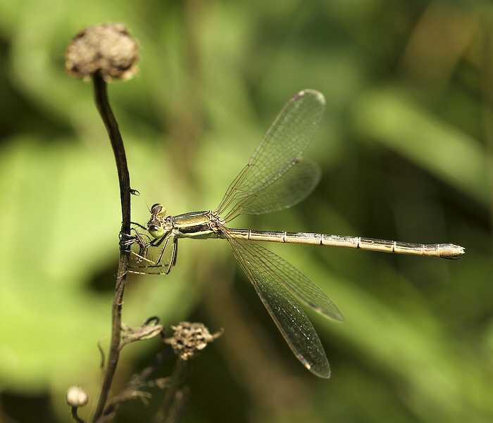 photo "***" tags: nature, insect