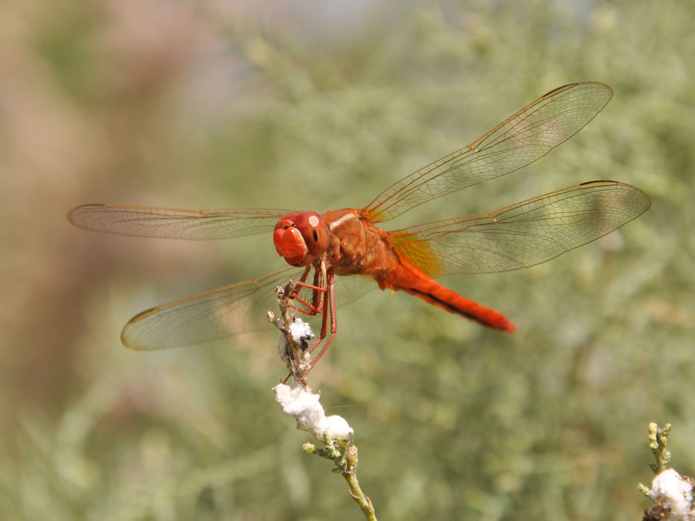 photo "***" tags: macro and close-up, nature, insect