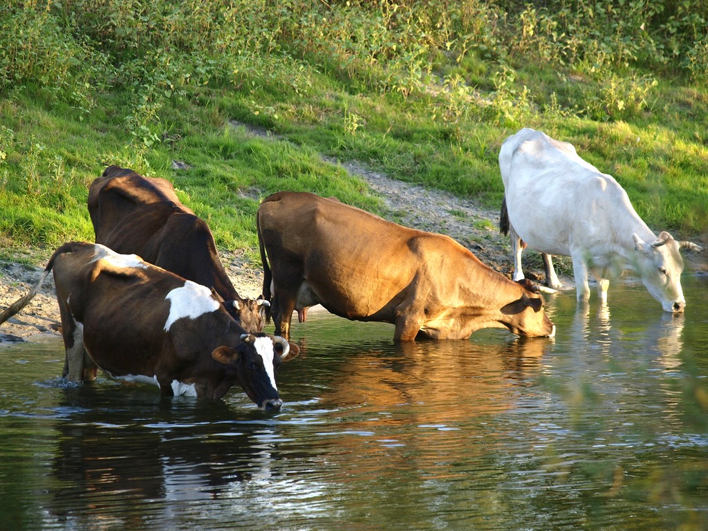 photo "***" tags: nature, pets/farm animals