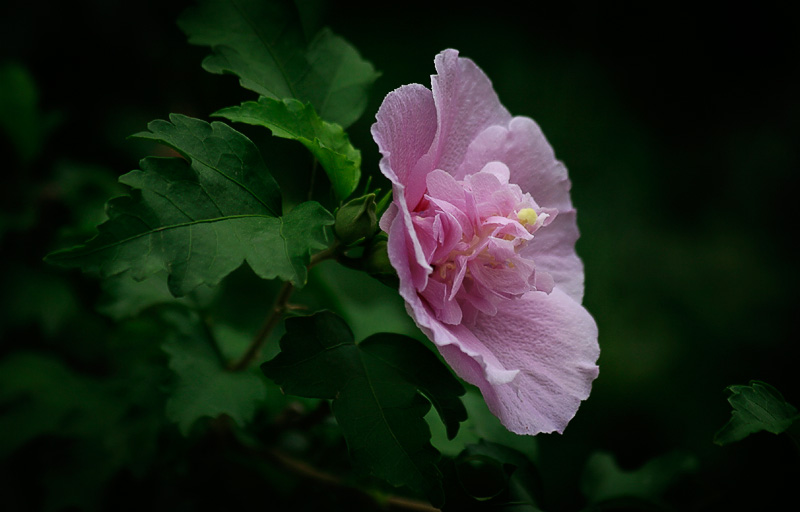 photo "***" tags: nature, travel, Asia, flowers