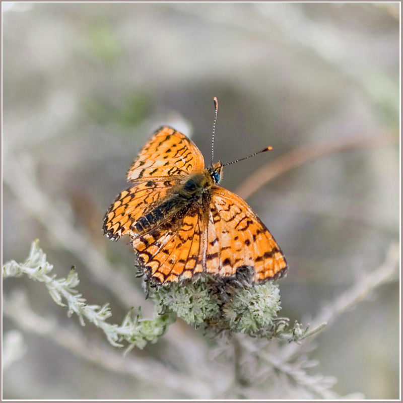 photo "***" tags: nature, macro and close-up, insect