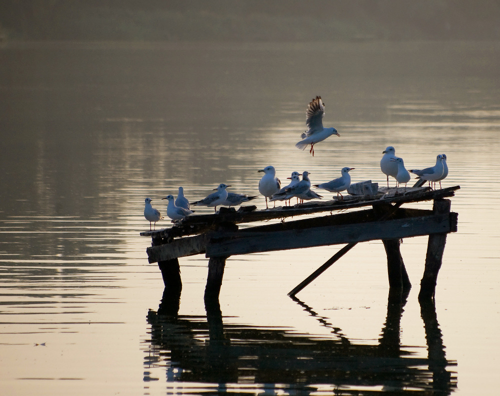 photo "***" tags: nature, genre, wild animals