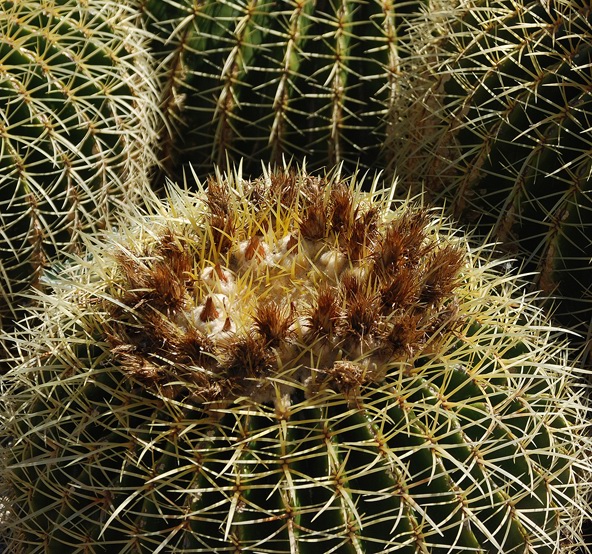 photo "Cactus" tags: nature, flowers