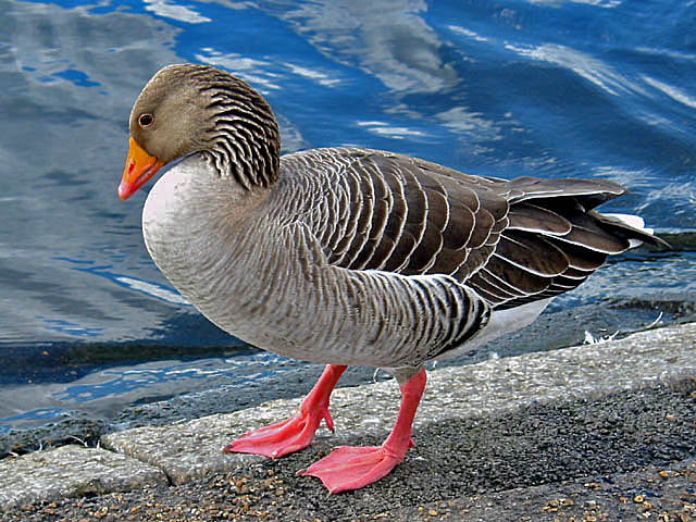 photo "The duck that lays golden eggs." tags: nature, pets/farm animals