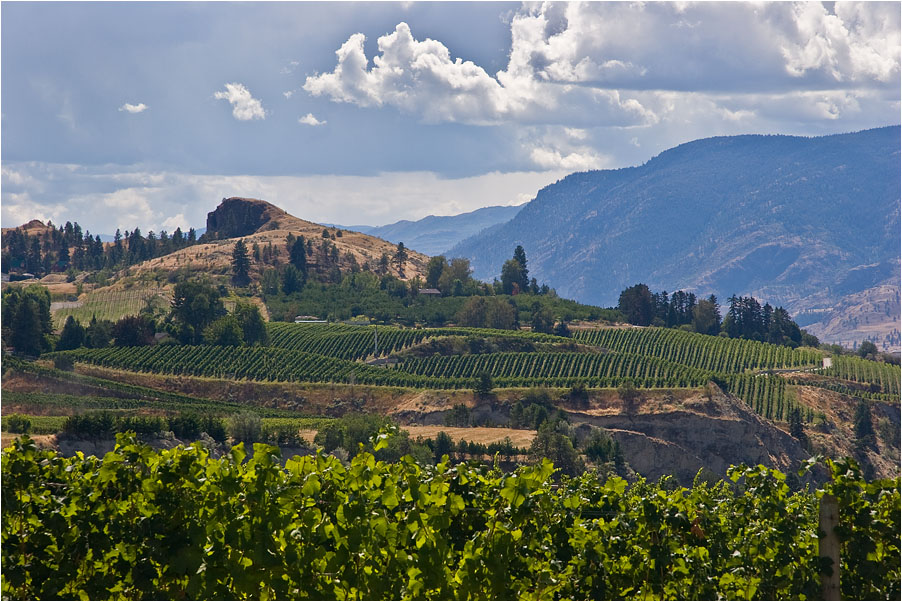 photo "Vineyards. Guess the country." tags: landscape, travel, 