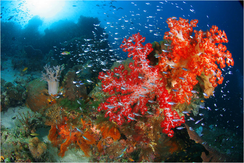 фото "Ceram Sea" метки: подводные, природа, 