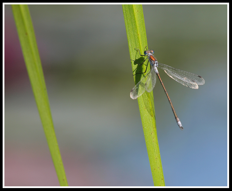 фото "Dragonfly" метки: природа, макро и крупный план, насекомое