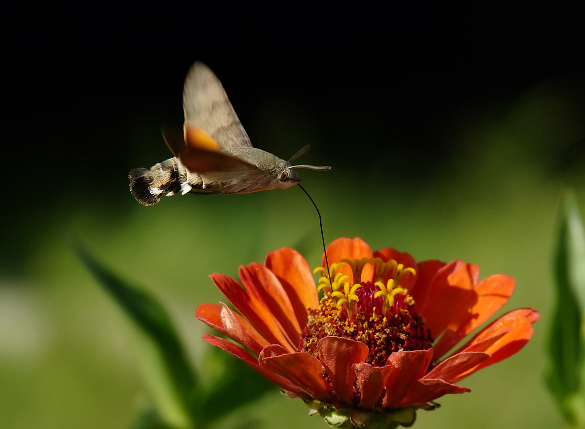 фото "Hummingbird Hawk-moth - Macroglossum stellatarum" метки: природа, насекомое