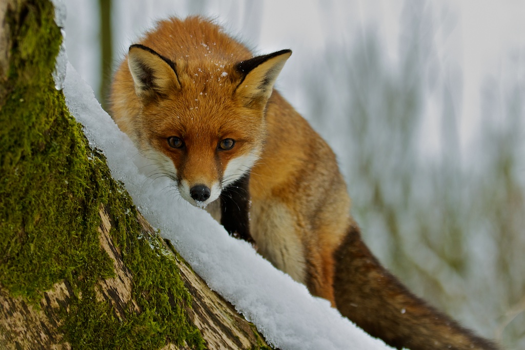 фото "Fox/Vulpes" метки: природа, дикие животные