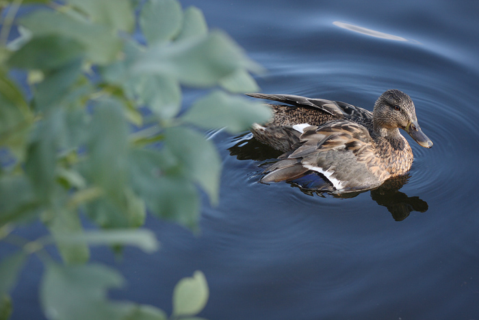 photo "***" tags: nature, wild animals