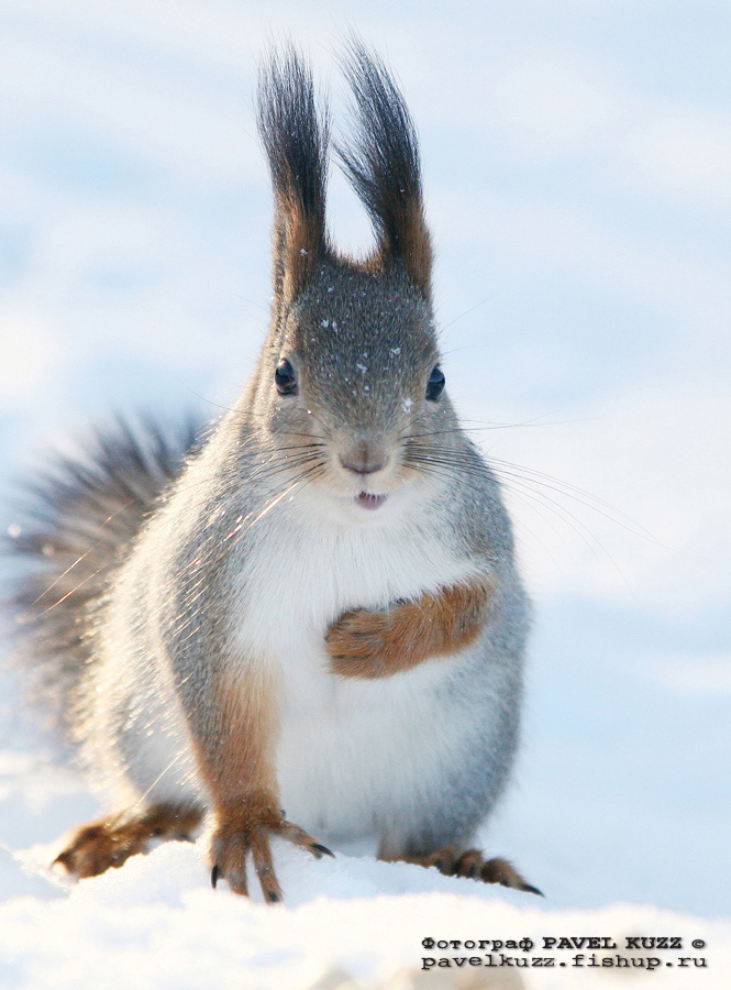 photo "***" tags: nature, portrait, wild animals