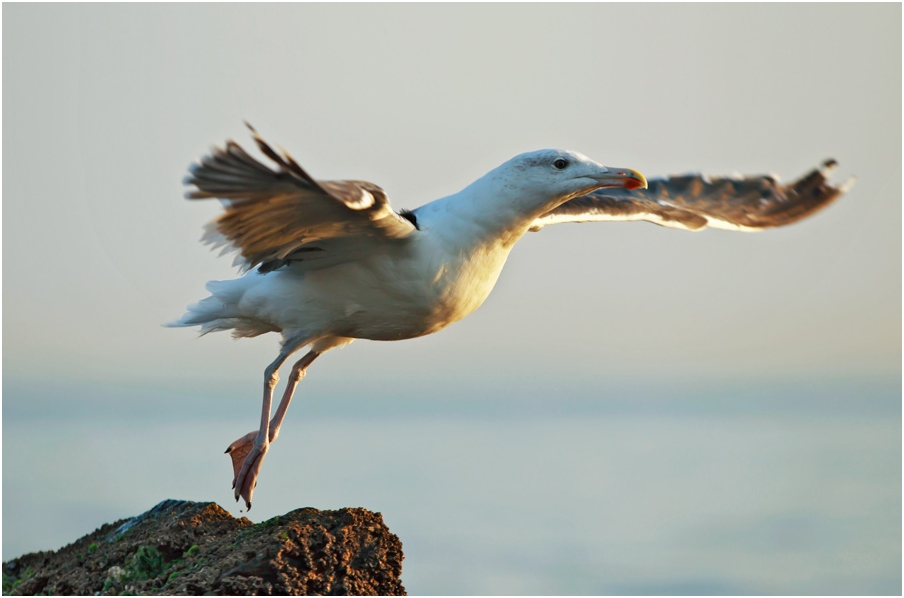 photo "Four Seasons" tags: nature, wild animals