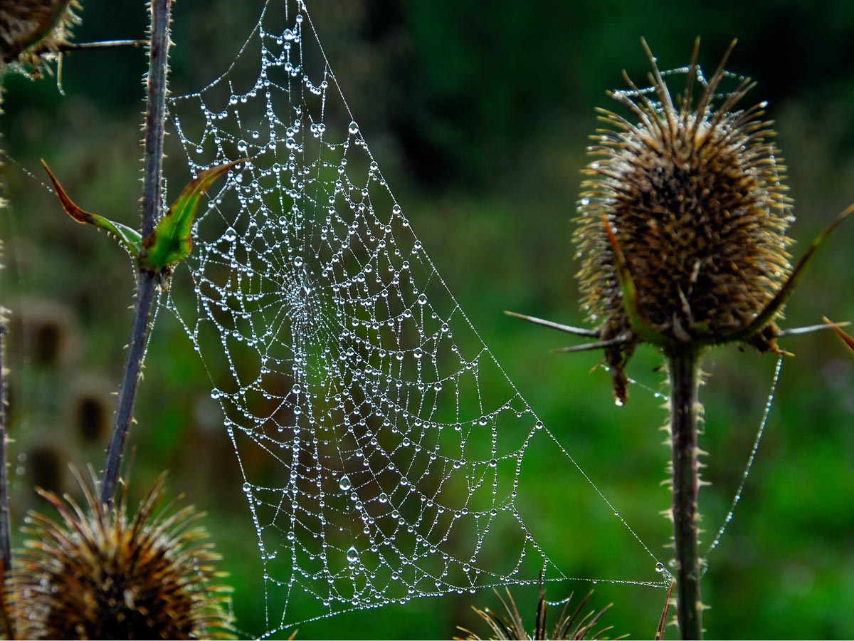 photo "***" tags: nature, insect