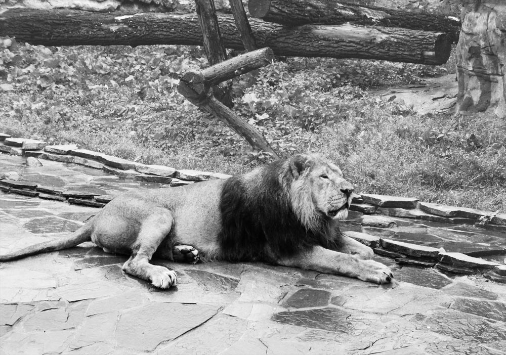 фото "lion" метки: природа, черно-белые, дикие животные