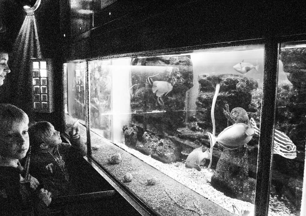 photo "Fishes" tags: black&white, genre, 