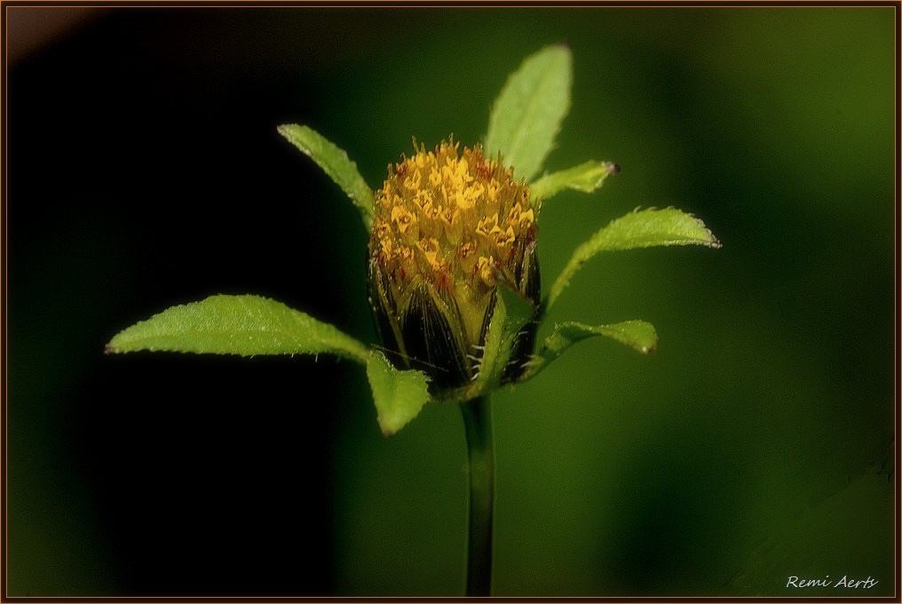 photo "***" tags: nature, macro and close-up, flowers