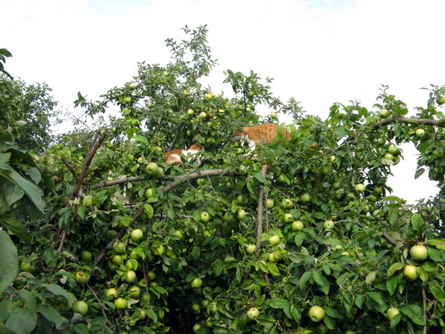 photo "***" tags: nature, pets/farm animals