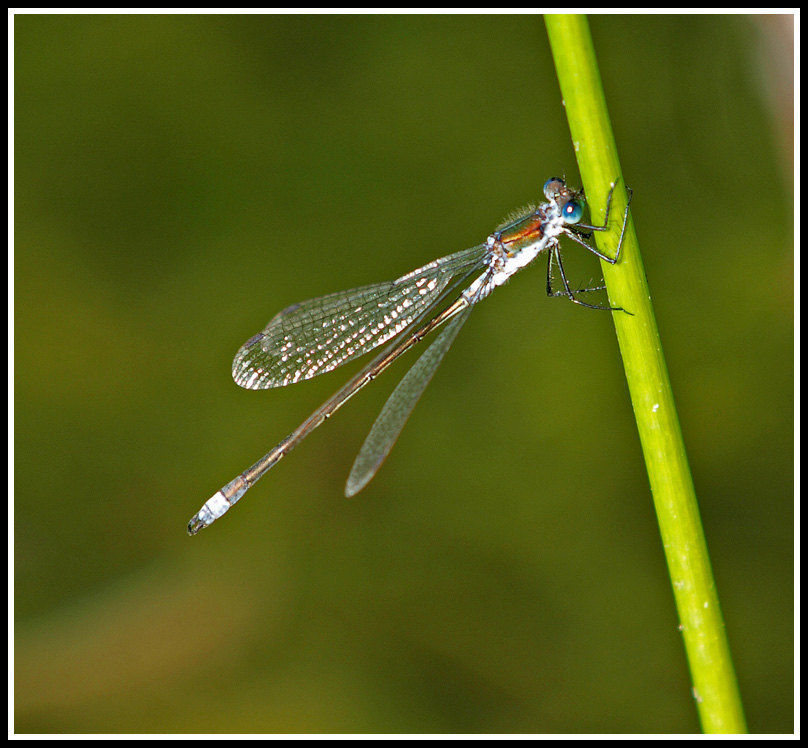 фото "Dragonfly" метки: природа, макро и крупный план, насекомое