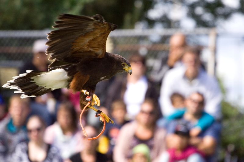 photo "In Flight" tags: nature, portrait, wild animals