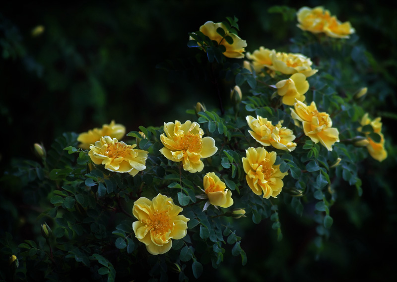 photo "***" tags: nature, travel, Asia, flowers